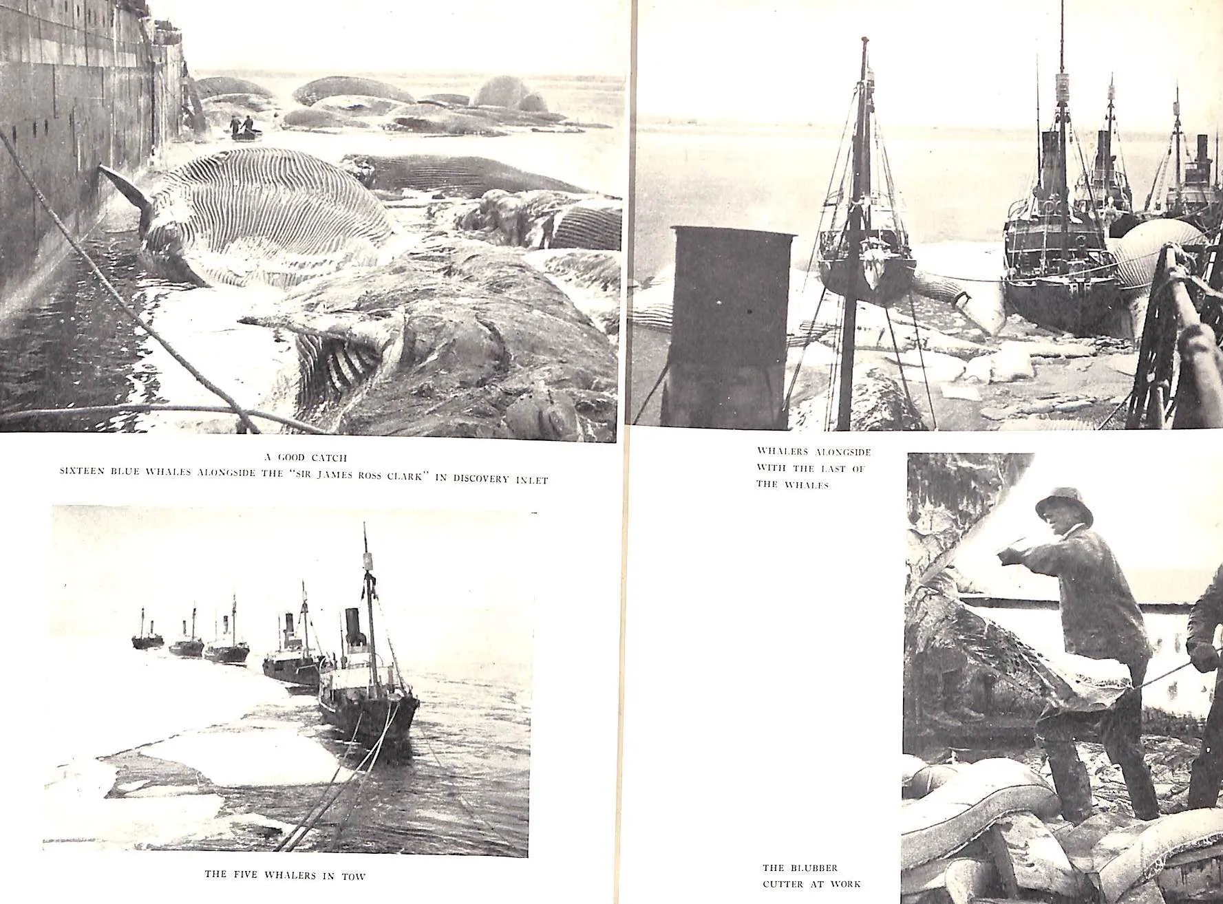 "Whaling In The Frozen South" 1931 VILLIERS, A.J. (SOLD)